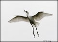 _1SB5716 snowy egret